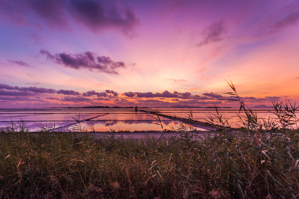  pink salinas